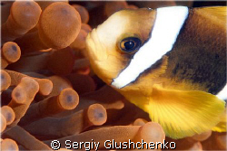 Clown & anemone by Sergiy Glushchenko 